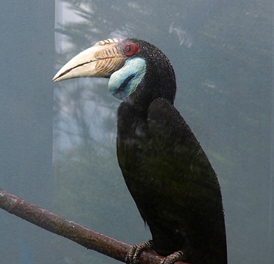 [This bird with a large wide bill similar to a toucan has a black body and head with a light-blue patch on its neck. It has a red section on the skin around its eye. Its bill is cream-colored and the part closest to its head has ridges (which may be the wreathed part).]